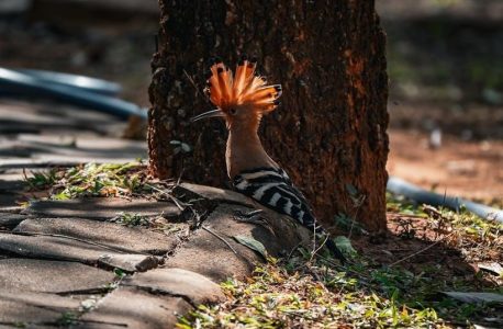 nrp 8th edition pdf free download